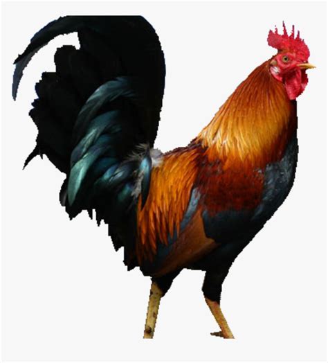 manok sabong png|Manok Na Pula .